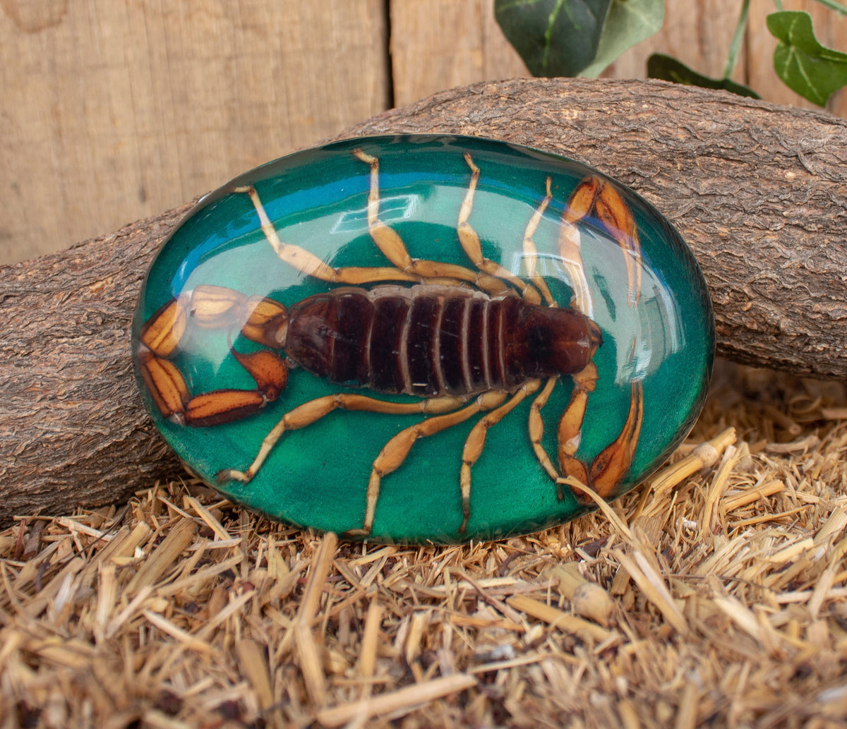 Real SCORPION ALACRAN EPOXY Handmade oval western belt buckle evilla