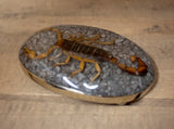 Real SCORPION ALACRAN EPOXY Handmade oval western belt buckle evilla